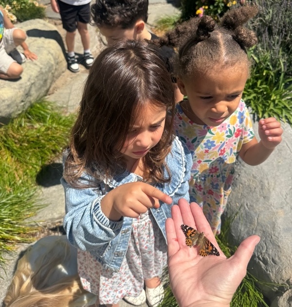Butterfly Project Activity